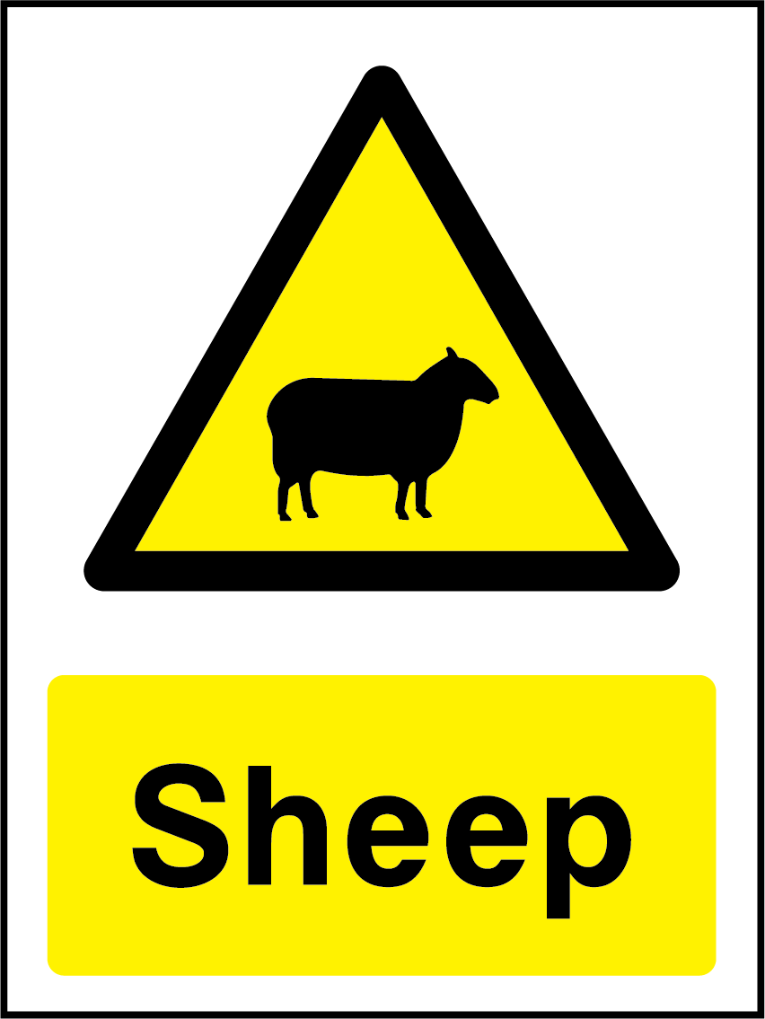 Sheep