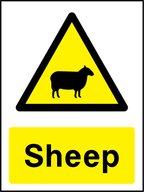 Sheep
