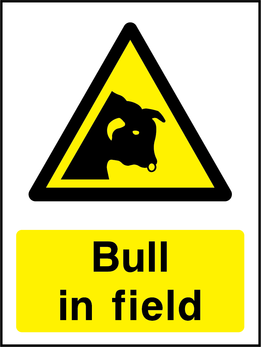 Bull in field