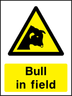 Bull in field