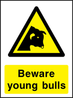 Beware young bulls