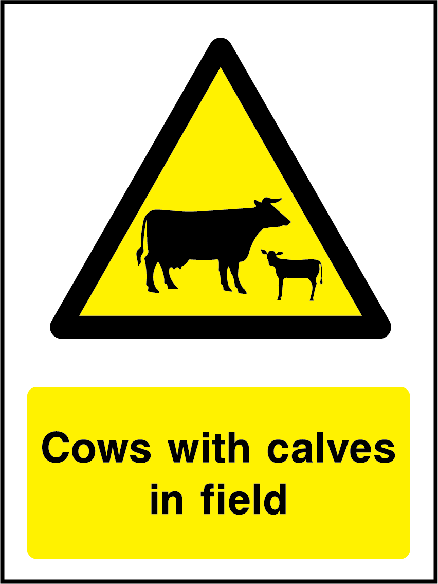 Cows with calves in field