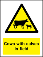 Cows with calves in field